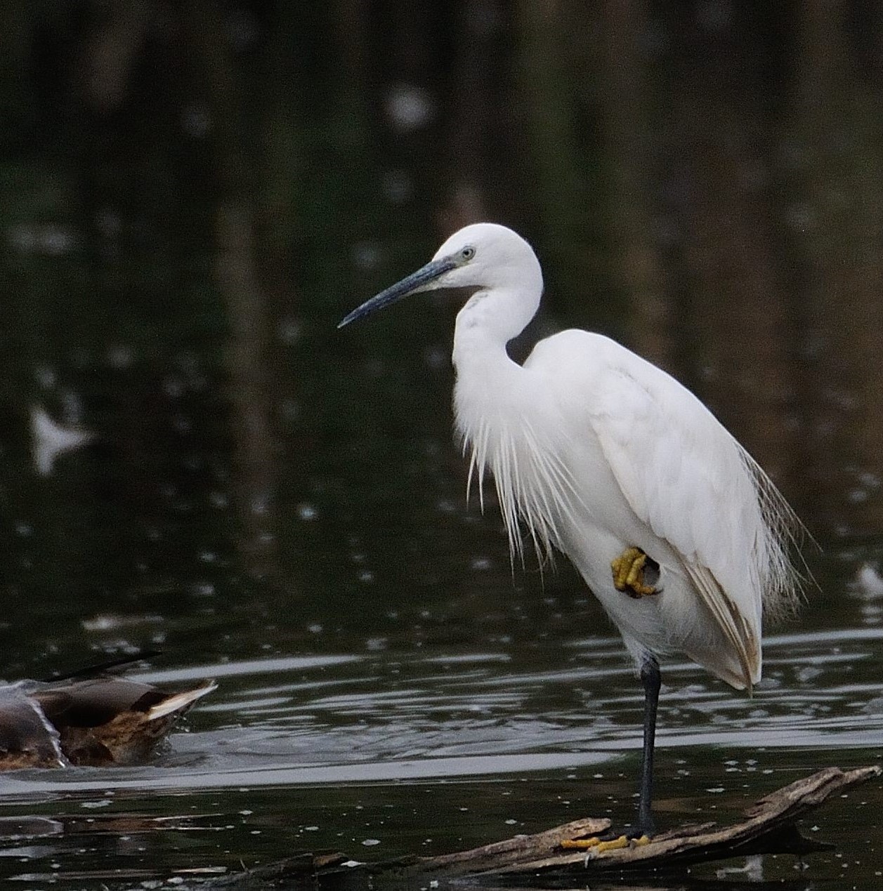 Aigrette garzette, adulte nuptial (Little egret, Egretta garzetta), Dépot 54, Réserve Naturelle de Mont-Bernanchon, Hauts de France